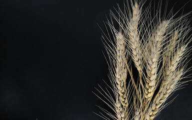 Ears of wheat on a black background. With space for text