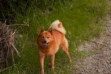 A red Siberian husky dog