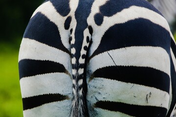 close up of zebra back