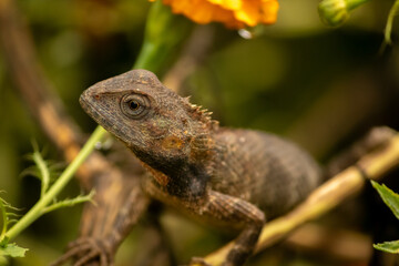 Direct eye contact with brown lizard. 