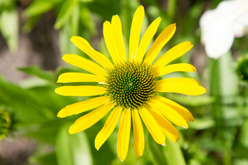 Yellow Echinacea blooming in a garden	