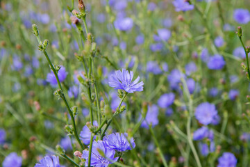 Common chicory plant blooming in a meadow	
