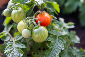 Tomato fruits growing in a garden	
