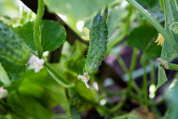 Cucumber growing in a garden