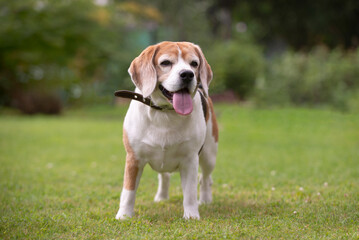 beagle dog on grass