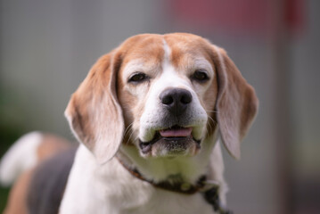 beagle dog portrait