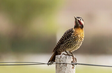 Hermoso pájaro carpintero real posado sobre un poste de alambrado mirando hacia la izquierda del encuadre, sobre un lindo fondo desenfocado.