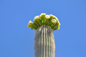 Cactus flowering with sky in background