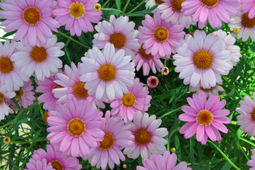 Pink and white daisies close up