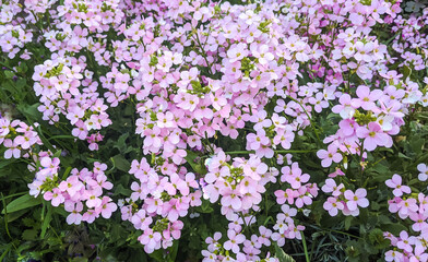 Obraz premium Pink tiny summer flowers full wallpaper. Pink phlox perennial plant ground cover. Delicate stone garden flowers top view.