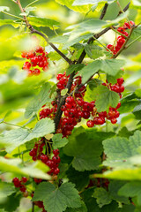 Red currant berries on a branch in summer garden