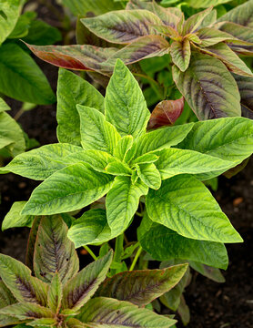 purple leaves of ornamental Amaranth plant in summer garden