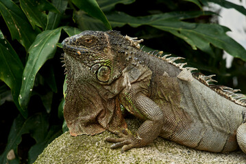 iguanas