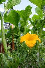 Pumpkin plant blooming with a yellow blossom