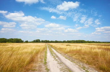 Fototapeta na wymiar Dirt road cutting through a meadow on a sunny day with blue sky.