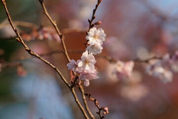 秋に咲く桜の花