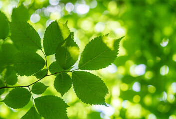 Fototapeta na wymiar Green leaves in the forest