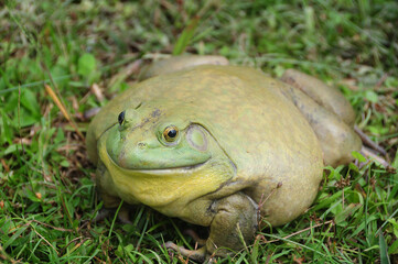 Giant African Bullfrog on green grass. Wildlife concept