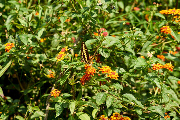 mariposa monarca