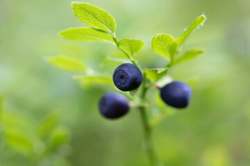 Fresh organic blueberries on the Bush.