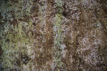 

 Fungi Green Moss Texture abstract background concrete wall. Rusty, Grungy, Gritty Vintage Background   