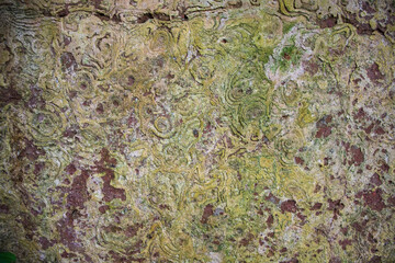 

 Fungi Green Moss Texture abstract background concrete wall. Rusty, Grungy, Gritty Vintage Background   
