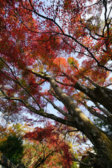 京都大原の紅葉風景