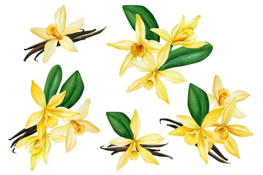 Vanilla Flower. Set Of Elements On An Isolated Background, Hand Drawing, Botanical Illustration