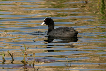 A Eurasian Coot in a Pond