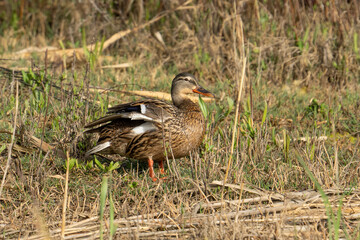 A Mallard Female in Reeds