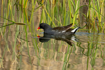 A Reflected Common Moorhen