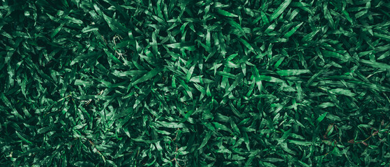 Close up tropical Green leaves texture and abstract background., Nature concept., dark tone.