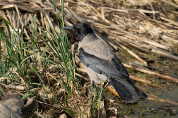 A Gray Crow by a Pond