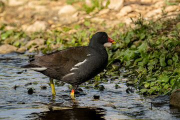 A common moorhen in a Stream