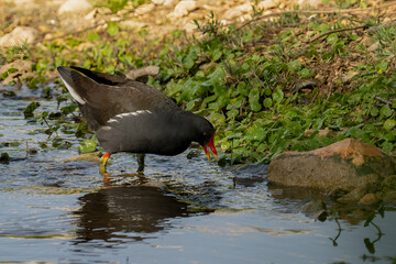 A common moorhen in a Stream