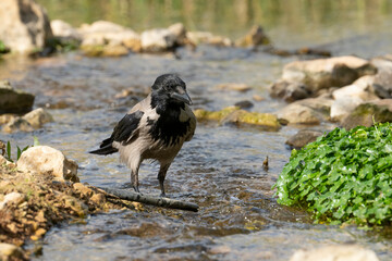 A Gray Crow Standing in a Stream