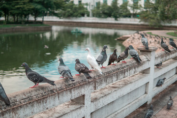a pigeon perched on a bridge distinctive white body