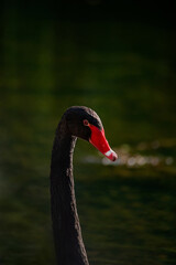 Fototapeta premium black swan on the water