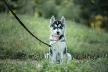 Portrait of a beautiful purebred husky puppy in a summer park. There is artistic noise. © shymar27