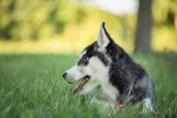 Portrait of a beautiful purebred husky puppy in a summer park. There is artistic noise.