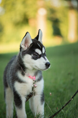 Portrait of a beautiful purebred husky puppy in a summer park. There is artistic noise.