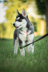 Portrait of a beautiful purebred husky puppy in a summer park. There is artistic noise.