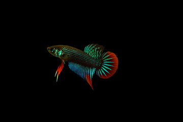 Siamese fighting fish or betta imbellis.
