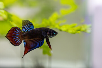 Siamese fighting fish or betta splendens in aquarium with freshwater plants.