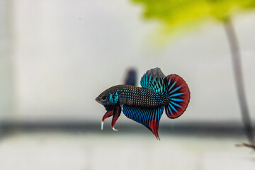 Siamese fighting fish or bettta imbellis.