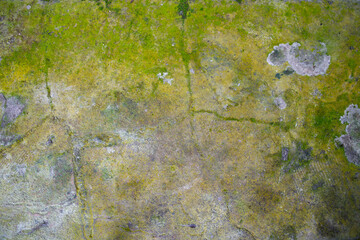 

 Fungi Green Moss Texture abstract background concrete wall. Rusty, Grungy, Gritty Vintage Background   