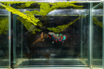 Siamese fighting fish or bettta imbellis.