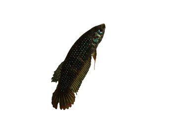 Female betta imbellis or siamese fighting fish isolated on white background