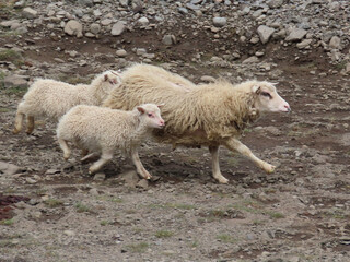 Icelandic sheep and lambs