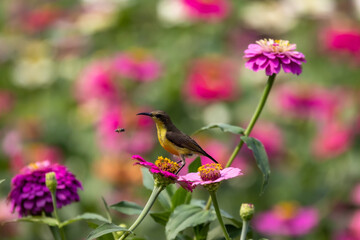Female olive backed sunbird in cosmos flower garden.